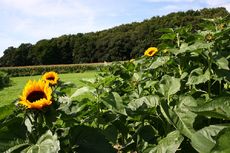 Sonnenblumen-08 108.jpg
